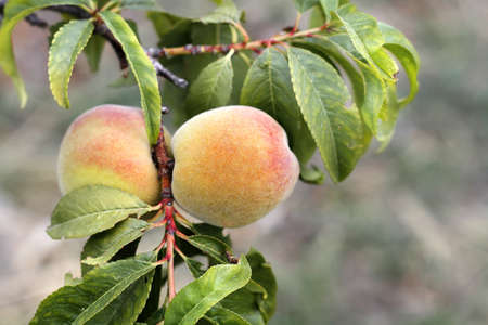 Fresh Peaches On Branchの写真素材