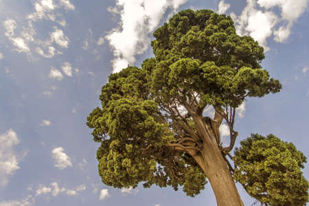 Tall Tree With Blue Sky And Cloudsの写真素材