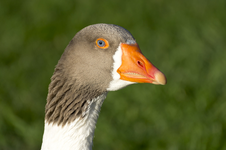 Head Of A Gooseの写真素材
