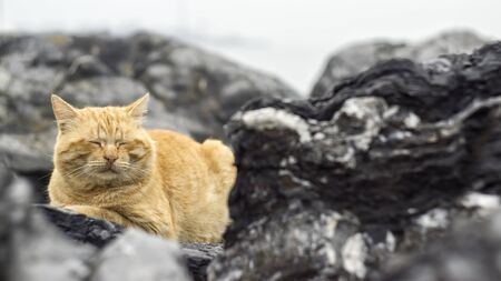 Stray Cat Sleeping Between Rocksの写真素材