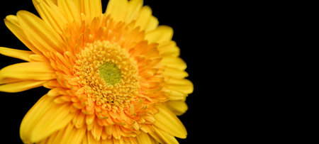Yellow Flower Isolated On Black Backgroundの写真素材