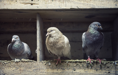 Pigeons Inside Columbaryの写真素材