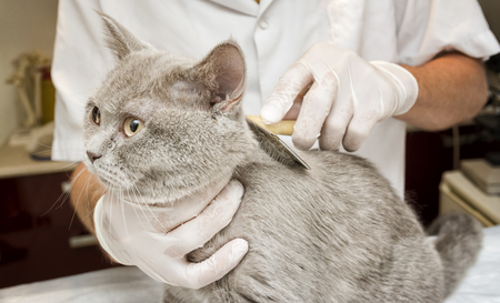 Vet Combing The Cat At The Clinicの写真素材