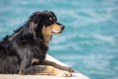 Stray Dog Sitting By The Seaの写真素材