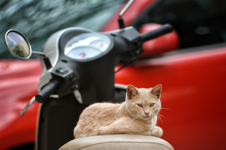 Cat Sitting On A Motorcycleの写真素材