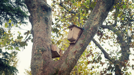 Bird Houses On A Tree