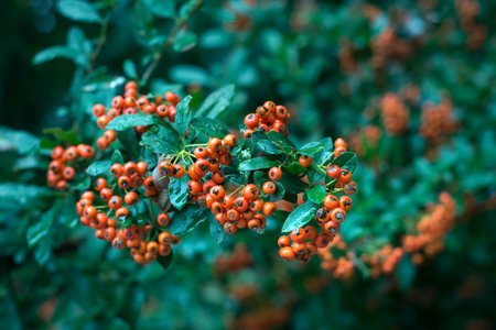 Small Red Berries On A Branch