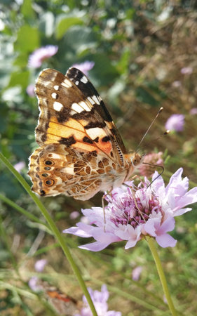 Butterfly Standing On A Flower