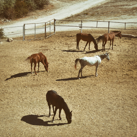 Horses At Manege, Cappadocia, Turkeyの写真素材