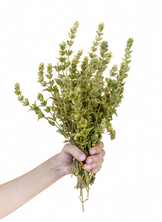 Hand Holding Sage Leaves, Isolated On White Backgroundの写真素材