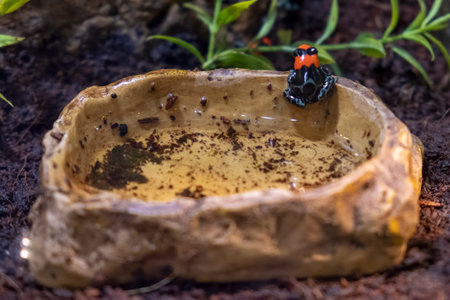 Poison Arrow Frog