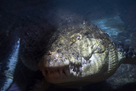 Head Of A King Crocodileの写真素材