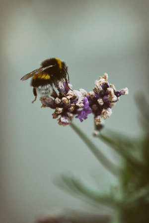 Bumblebee Drinking Nectar From A Flower