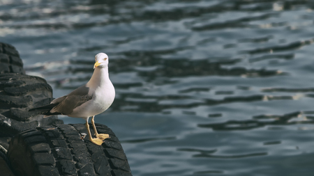 Seagull Standing On Ship Stopper Tyre, Water At The Backgroundの写真素材
