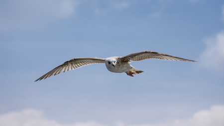 Flying Seagullの写真素材