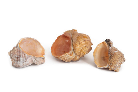 Big Seashells Isolated On White Background