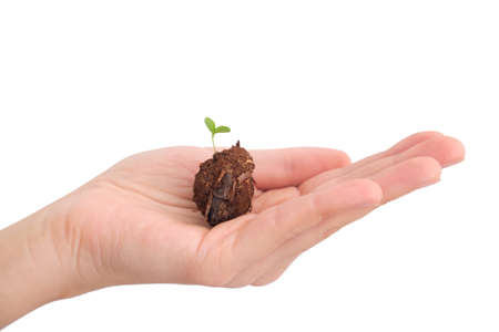 Green Sprout Growing From The Soil In Human Hand, Isolated On White Backgroundの写真素材