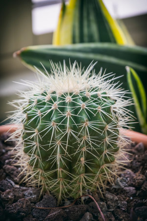 Close Up Shot Of A Cactus Plant