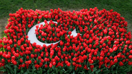 Red Tulips Decorated In The Shape Of A Turkish Flagの写真素材