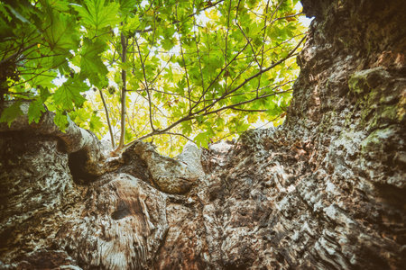 Branches And Leaves Seen From Inside A Tree Hollowの写真素材