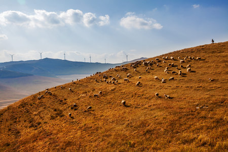 Flock of sheep grazing on a hillside in autumn.
