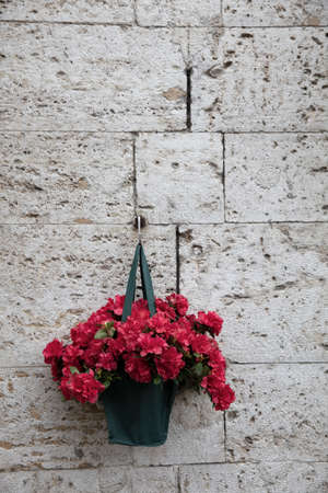 Rhododendron hanging on the wallの写真素材