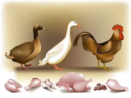 Poultry のイラスト素材