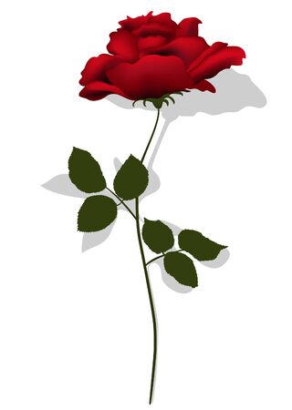 Red roseのイラスト素材