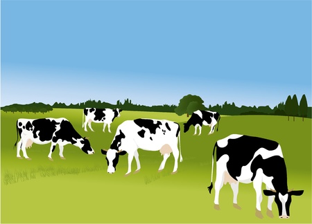 Cows のイラスト素材