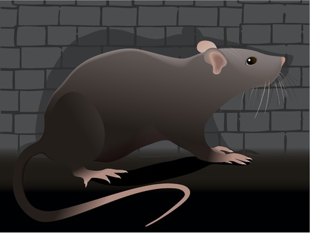 Ratのイラスト素材