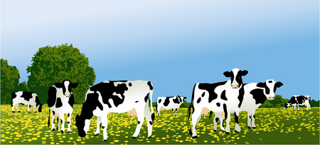 Herd of cows at green fieldのイラスト素材