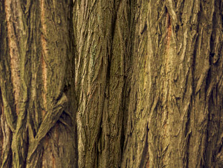 Brown Green Bark From A Cluster Of Treesの写真素材