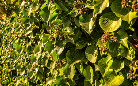 Green Climbing Plants, Ivy on Wallの写真素材