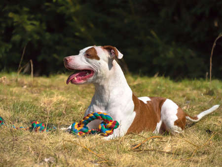 Sitting Pitbull Dogの写真素材