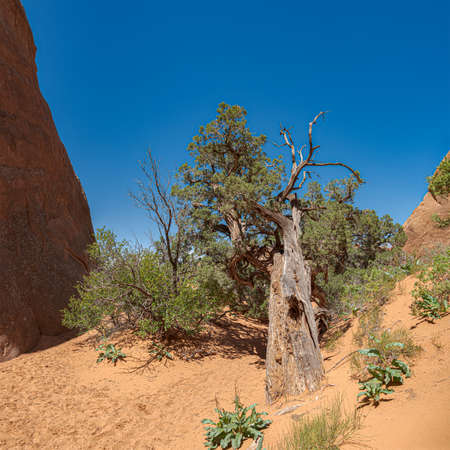 Dried out Tree in the Desertの写真素材