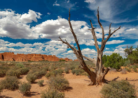 An Old Dried Out Tree in the Middle of Desert with a Red Rocks in the Backgroundの写真素材