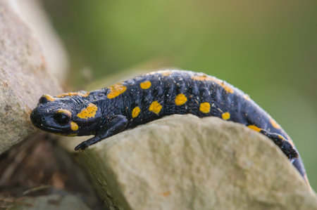 Salamandra salamandra aka fire salamander is crawling on the stone in his habitat. Early autumn....
