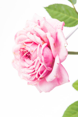 Pink rose. High resolution image.の写真素材