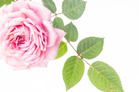 Pink rose. High resolution image.の写真素材