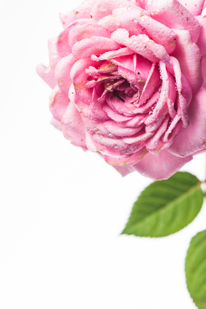 Pink rose. High resolution image.の写真素材