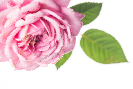 Pink rose. High resolution image.の写真素材