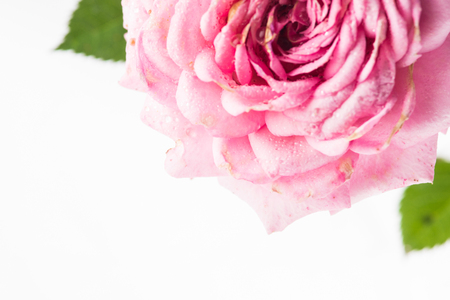 Pink rose. High resolution image.の写真素材