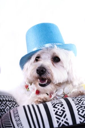 White bichon on isolated white background and several decorations. High resolution studio image.の写真素材