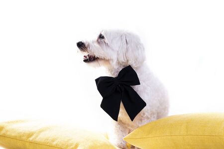 White bichon on isolated white background and several decorations. High resolution studio image.の写真素材