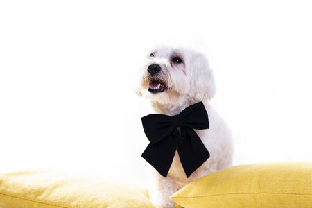 White bichon on isolated white background and several decorations. High resolution studio image.の写真素材
