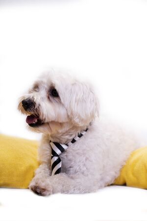 White bichon on isolated white background and several decorations. High resolution studio image.の写真素材