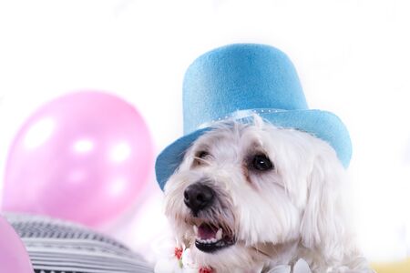 White bichon on isolated white background and several decorations. High resolution studio image.の写真素材