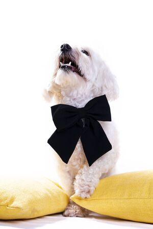 White bichon on isolated white background and several decorations. High resolution studio image.の写真素材