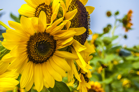 Sunflowerの写真素材