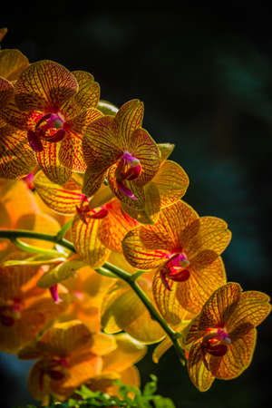 Phalaenopsis close up view on dark backgroundの写真素材
